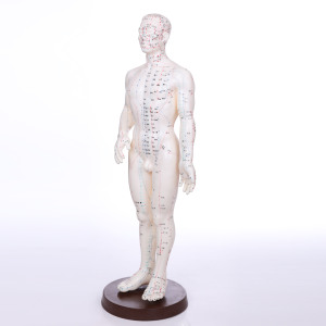 Medical Chinese <strong>Acupuncture</strong> Manikin PVC 46CM <strong>Human</strong> <strong>Body</strong> <strong>Model</strong> for Disease Demonstration Teaching Tool - Product Image 1