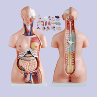 Modelo de Torso Humano de Simulación de Plástico de 85 cm para Educación Médica, Unisex, con 23 Partes