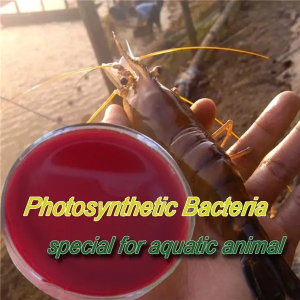 Protéines bactériennes crevettes additifs alimentaires bactéries photosynthétiques