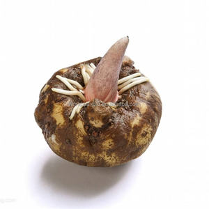 Offre spéciale! Poudre de gomme de <span class=keywords><strong>Konjac</strong></span> à haute teneur en fibres alimentaires, gelée de Konnyaku, Glucomannan avec Brc/hackp/casher/Ifs - Product Image 1