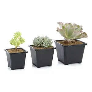 Садовые комплекты 4 дюймовые пластиковые Sedum Crassula Ovata бонсай плантатор горшок в blulk