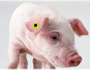 Thẻ tai RFID chặn Ví khối RFID và NFC tín hiệu TPU đọc từ xa của Thông tư UHF RFID động vật chăn nuôi gia súc Vàng - Product Image 4