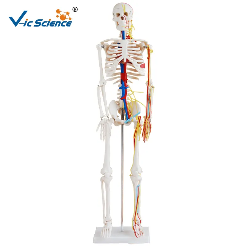 רפואי מדע אדם פלסטיק שלד דגם עצמות רפואי אדם אנטומי שלד דגם חיים גודל שלד
