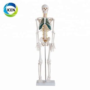 Di-101 Rumah Sakit Peralatan Medis Yang Disartikulasi Seluruh Tubuh Kerangka Model Kerangka Yang Disartikulasi dengan Tengkorak - Product Image 4