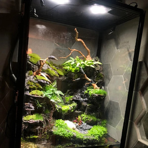 reptile misting system