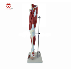 Modelo <span class=keywords><strong>de</strong></span> Músculo <span class=keywords><strong>de</strong></span> Muslo Humano HM-BD-148, Modelo <span class=keywords><strong>de</strong></span> Anatomía Muscular <span class=keywords><strong>Humana</strong></span>, Músculos <span class=keywords><strong>de</strong></span> <span class=keywords><strong>la</strong></span> <span class=keywords><strong>Pierna</strong></span> <span class=keywords><strong>Humana</strong></span> - Product Image 2