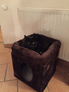 Feliz <span class=keywords><strong>casas</strong></span> para mascotas gato curioso cubo, marrón - Product Image 2