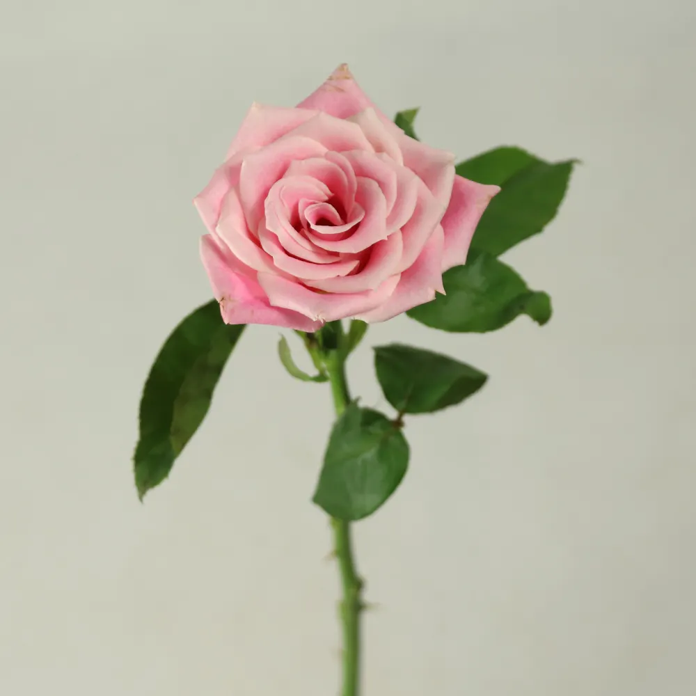 Gelsomino rosa freschi recisi fiore di rosa prezzo Spruzzo Crisantemo per anniversario