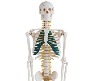 Медицинская обучающая пластиковая модель скелета 85 см, модель скелета человека, анатомическая модель скелета, обучение медицинской науке - Product Image 5