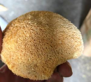 1 kg <span class=keywords><strong>de</strong></span> Hongos <span class=keywords><strong>Cabeza</strong></span> <span class=keywords><strong>de</strong></span> Oso (Monkeys Head) Cultivados, Secados y Recién Cosechados - Product Image 4