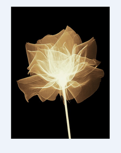 Hermosa personalizada decoración del hogar moderno barato flor impresión <span class=keywords><strong>en</strong></span> lona decoración de <span class=keywords><strong>la</strong></span> pared - Product Image 1