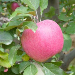 Vente en gros <span class=keywords><strong>bonne</strong></span> <span class=keywords><strong>pomme</strong></span> de qualité - Product Image 3