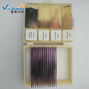 Lames préparées pour <span class=keywords><strong>microscope</strong></span>, lames préparées pour l'hématologie, lames préparées pour l'analyse sanguine - Product Image 5