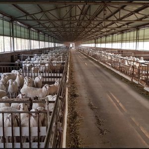 Prefab Nhà Kết Cấu Thép Cừu Barn Đổ - Product Image 4