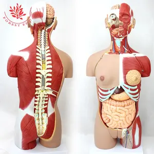 Modelo de anatomia torso humano 27 peças abertas para trás duplo-sexo