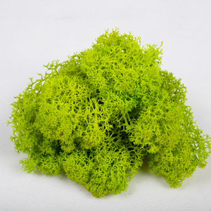 Wholesale Everlasting Raw Material <strong>Dried</strong> Stabilized Preserved <strong>Moss</strong> From China - Product Image 3