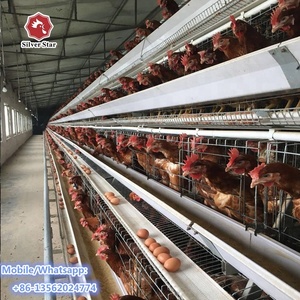 Cages à batterie à prix avantageux pour poules pondeuses, système de cages à poulets automatiques en forme de <span class=keywords><strong>A</strong></span> - Product Image 5