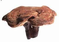 2017 tradicional china medicina hongo reishi esporas - Product Image 3