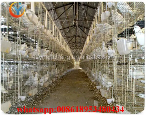 La migliore vendita gabbia per allevamento di piccioni zincata a caldo per uccelli da pollame