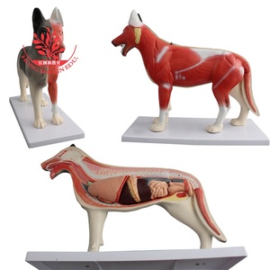 Dier Anatomisch <span class=keywords><strong>Model</strong></span>, Hond Kat Paard Koe Konijn Dier Skelet Anatomie <span class=keywords><strong>Model</strong></span> - Product Image 3