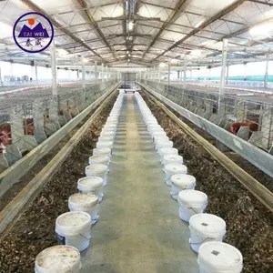 Low cost commercial chicken poultry farm house building
