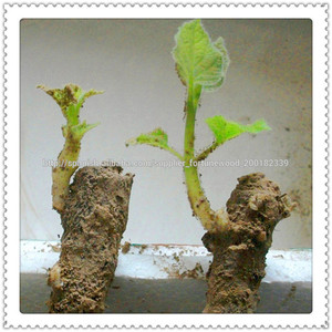 <span class=keywords><strong>Semillas</strong></span> <span class=keywords><strong>Paulownia</strong></span> Chinos - Product Image 3