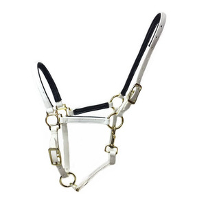 <span class=keywords><strong>Cavallo</strong></span> da equitazione e <span class=keywords><strong>cavezza</strong></span> - Product Image 1