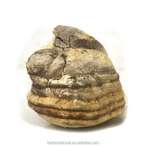 Hongo Entero Seco a la Venta, Fomitopsis Officinalis Natural - Product Image 6