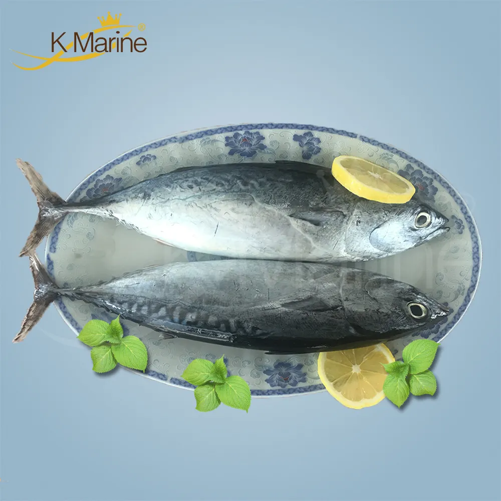 Grosir Bonito Frozen King Marine Auxis Thazard