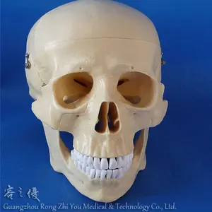 塑料人类头骨模型，3D 头骨骨架