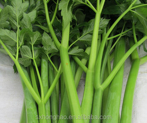 Bubuk Ekstrak Angelica Keiskei Koidzumi, Bubuk Ekstrak <span class=keywords><strong>Ashitaba</strong></span> Daun Besok Alami - Product Image 2