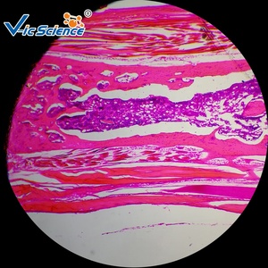 50枚入り 組織学標本セット 組織学顕微鏡用標本 人間の組織学標本 生物学スライド 組織学スライド - Product Image 3