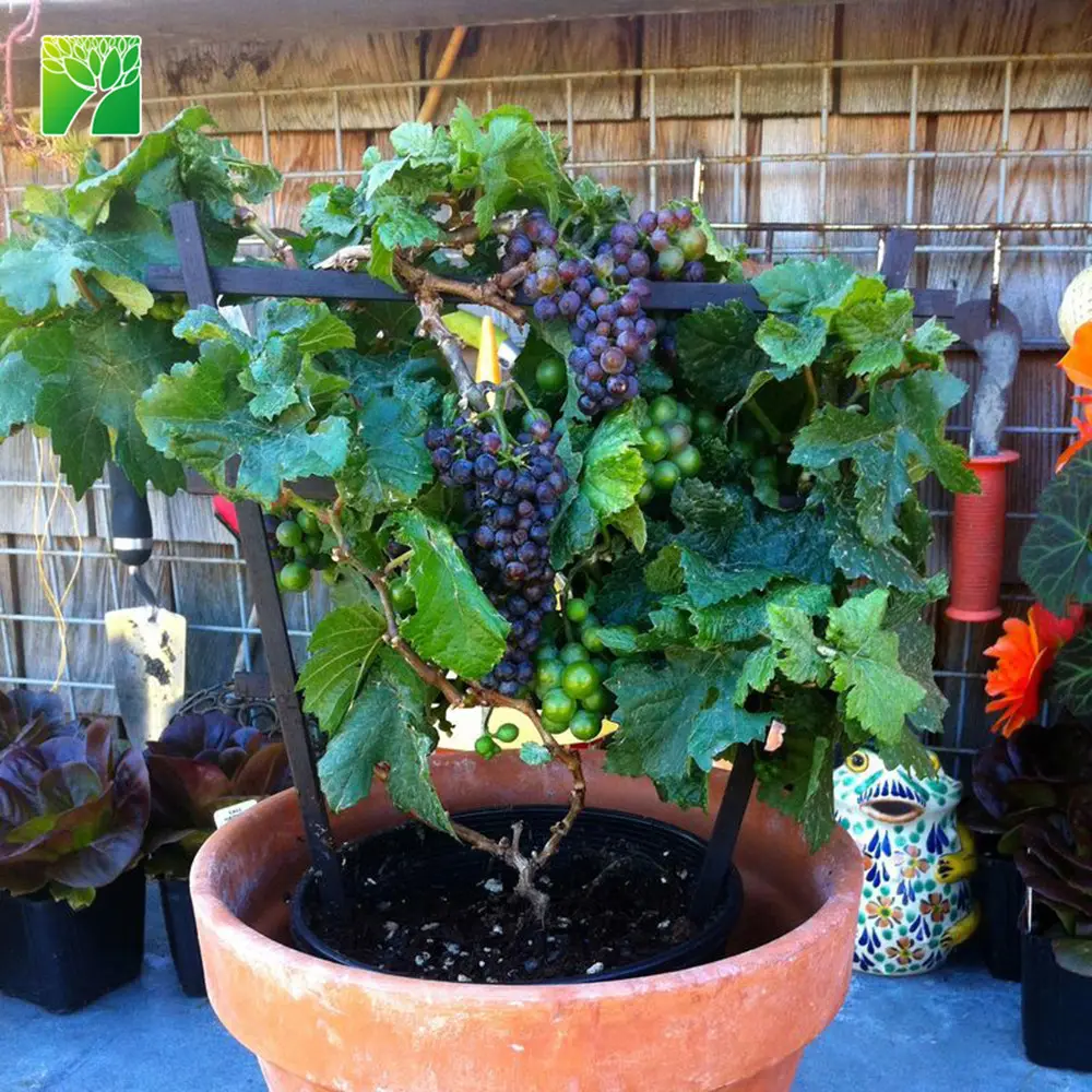 Посадить виноград в горшке. Винограда Pixie grape. Виноградник в горшке. Виноград на балконе в горшке. Кашпо виноград.