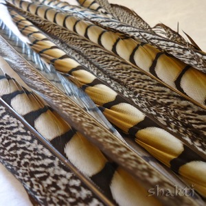 Plumas <span class=keywords><strong>de</strong></span> faisán al por mayor, señora, faisán Amherst a la <span class=keywords><strong>venta</strong></span> - Product Image 5