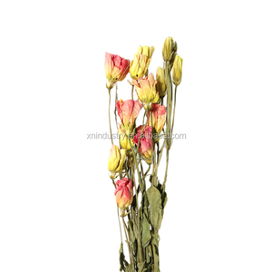 Flores Secas Naturales <span class=keywords><strong>Eustoma</strong></span> <span class=keywords><strong>Grandiflorum</strong></span> Lisianthus en Oferta para Celebraciones de Navidad y Halloween - Product Image 2