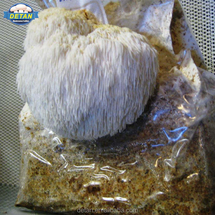 Мелань Лев Грива Гриб Спаун