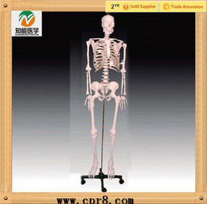 Hecho En China 84 cm modelo de <span class=keywords><strong>esqueleto</strong></span> humano anatómica - Product Image 1