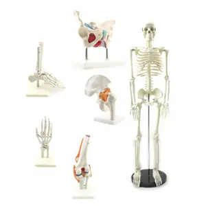 life size human skeleton model for medical education, plastic skeleton model