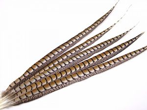 Plumas <span class=keywords><strong>de</strong></span> faisán al por mayor, señora, faisán Amherst a la <span class=keywords><strong>venta</strong></span> - Product Image 3