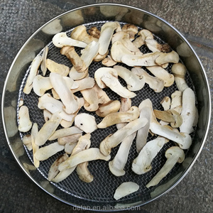 Detan <strong>freeze</strong> <strong>dry</strong> tricholoma matsutake <strong>mushroom</strong> export price <strong>freeze-dry</strong> <strong>matsutake</strong> slices raw whole - Product Image 4