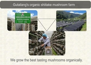 Nấm Đông Cô Cắt Lát Hữu Cơ Cắt Lát Nấm Đông Cô Sấy Khô Chất Lượng Cao - Product Image 4