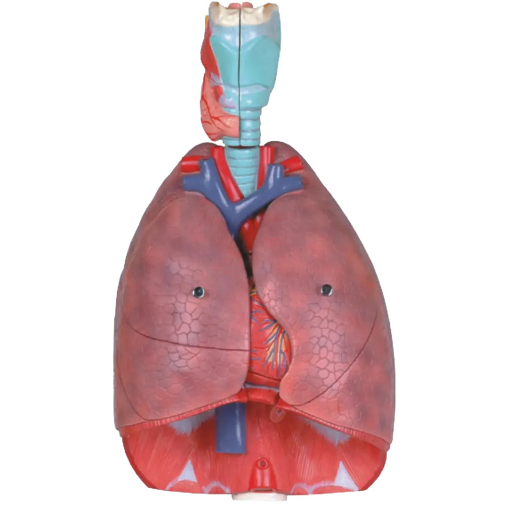 Modelo de sistema respiratorio humano, 7 piezas