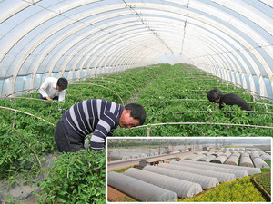 <span class=keywords><strong>PP</strong></span> Spunbond Nông Nghiệp Không Dệt Mulch Phim Phân Hủy Sinh Học Crop Cover Nông Nghiệp Sử Dụng Vải - Product Image 5