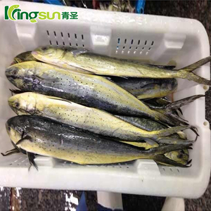 Venta caliente del precio bajo mariscos redondo entero congelado mahi 2 kg arriba - Product Image 3