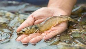 Mangeoire solaire automatique solaire pour étang Mangeoire automatique pour poissons <span class=keywords><strong>Koi</strong></span> Auto <span class=keywords><strong>Feeder</strong></span> - Product Image 3