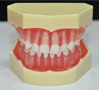 Modèle de dents de bébé avec dents amovibles, dents amovibles pour la démonstration et la pratique de la gomme en silicone souple