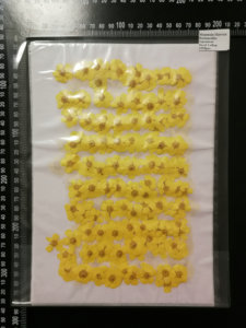 Настоящие сушеные прессованные цветы <span class=keywords><strong>Ranunculus</strong></span> Japonicus Buttercup - Product Image 2
