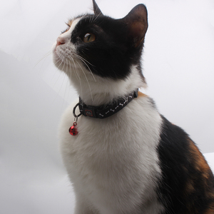 <span class=keywords><strong>Collar</strong></span> para Gato Personalizado 2025 con Logotipo Impreso, Ajustable, de Poliéster de Alta Calidad, con Campanas y Correa para Mascotas - Product Image 6