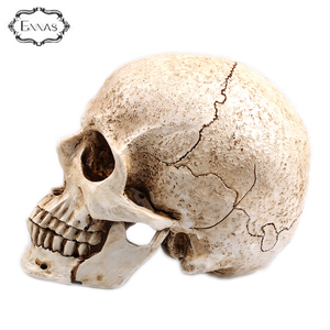 Polyresin Personalizado Animal Cabeza Del Cráneo, Resina de Halloween Cráneo Dirige - Product Image 2