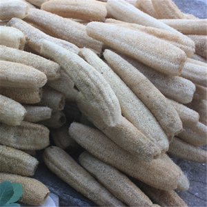 Spugna di Luffa 100% Naturale e Biodegradabile - Product Image 6